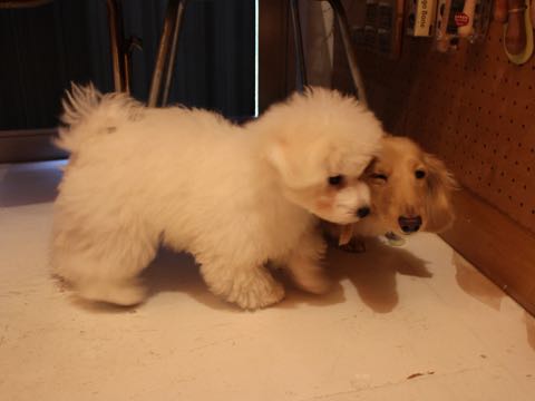 ダックスフントミニチュアトリミング都内フントヒュッテ駒込犬の歯みがき画像文京区歯垢歯石除去歯磨きゼオライトデンタルケア犬温泉東京_28.jpg