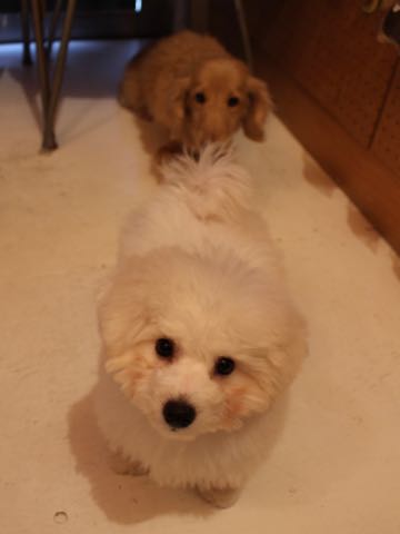 ダックスフントミニチュアトリミング都内フントヒュッテ駒込犬の歯みがき画像文京区歯垢歯石除去歯磨きゼオライトデンタルケア犬温泉東京_29.jpg