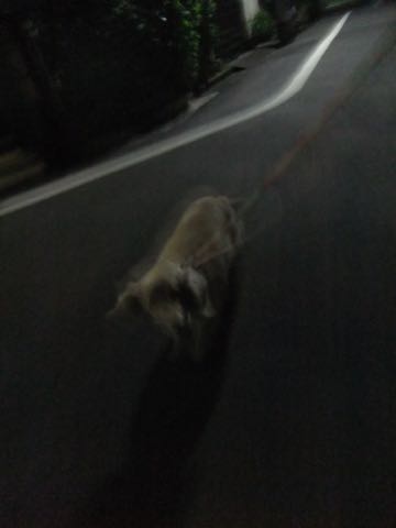 ダックスフントミニチュアトリミング都内フントヒュッテ駒込犬の歯みがき画像文京区歯垢歯石除去歯磨きゼオライトデンタルケア犬温泉東京_34.jpg