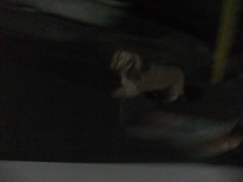 ダックスフントミニチュアトリミング都内フントヒュッテ駒込犬の歯みがき画像文京区歯垢歯石除去歯磨きゼオライトデンタルケア犬温泉東京_35.jpg