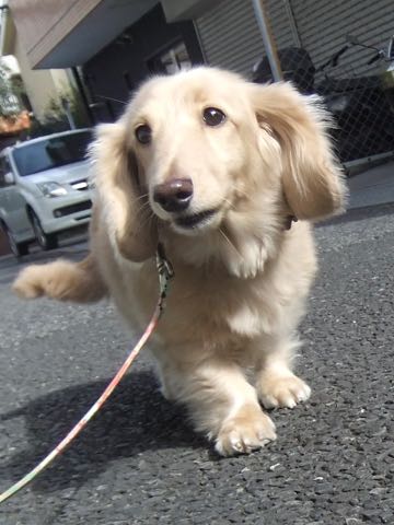 ダックスフントミニチュアトリミング都内フントヒュッテ駒込犬の歯みがき画像文京区歯垢歯石除去歯磨きゼオライトデンタルケア犬温泉東京_36.jpg