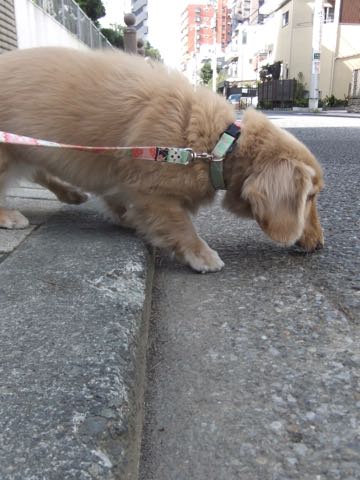 ダックスフントミニチュアトリミング都内フントヒュッテ駒込犬の歯みがき画像文京区歯垢歯石除去歯磨きゼオライトデンタルケア犬温泉東京_37.jpg