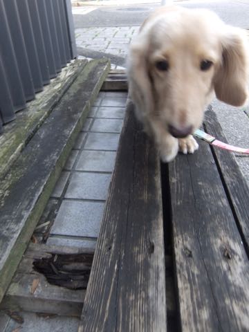 ダックスフントミニチュアトリミング都内フントヒュッテ駒込犬の歯みがき画像文京区歯垢歯石除去歯磨きゼオライトデンタルケア犬温泉東京_38.jpg