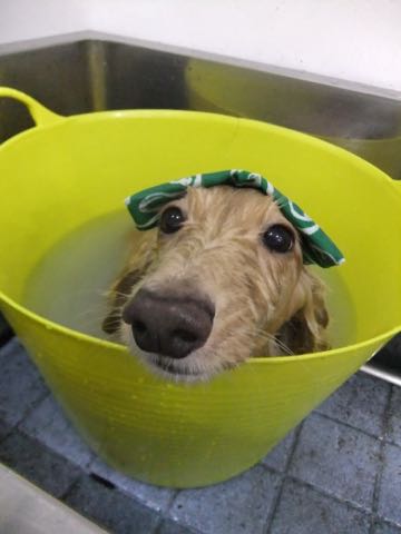 ダックスフントミニチュアトリミング都内フントヒュッテ駒込犬の歯みがき画像文京区歯垢歯石除去歯磨きゼオライトデンタルケア犬温泉東京_39.jpg