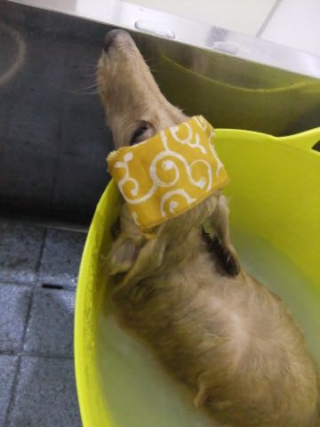 ダックスフントミニチュアトリミング都内フントヒュッテ駒込犬の歯みがき画像文京区歯垢歯石除去歯磨きゼオライトデンタルケア犬温泉東京_42.jpg