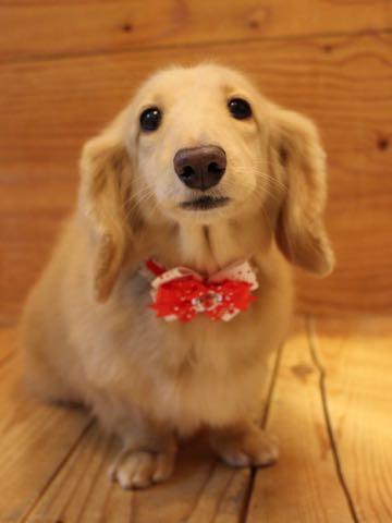 ダックスフントミニチュアトリミング都内フントヒュッテ駒込犬の歯みがき画像文京区歯垢歯石除去歯磨きゼオライトデンタルケア犬温泉東京_43.jpg