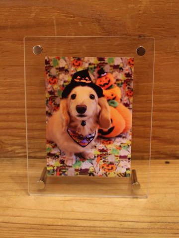 ダックスフントミニチュアトリミング都内フントヒュッテ駒込犬の歯みがき画像文京区歯垢歯石除去歯磨きゼオライトデンタルケア犬温泉東京_44.jpg