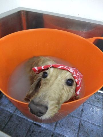 ダックスフントミニチュアトリミング都内フントヒュッテ駒込犬の歯みがき画像文京区歯垢歯石除去歯磨きゼオライトデンタルケア犬温泉東京_48.jpg