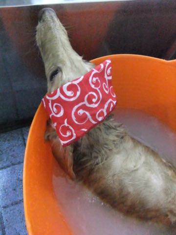 ダックスフントミニチュアトリミング都内フントヒュッテ駒込犬の歯みがき画像文京区歯垢歯石除去歯磨きゼオライトデンタルケア犬温泉東京_49.jpg