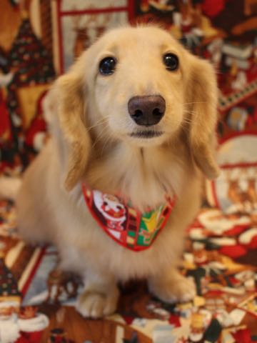 ダックスフントミニチュアトリミング都内フントヒュッテ駒込犬の歯みがき画像文京区歯垢歯石除去歯磨きゼオライトデンタルケア犬温泉東京_50.jpg