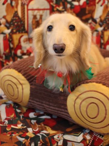 ダックスフントミニチュアトリミング都内フントヒュッテ駒込犬の歯みがき画像文京区歯垢歯石除去歯磨きゼオライトデンタルケア犬温泉東京_51.jpg