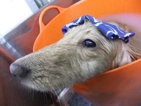 ダックスフントミニチュアトリミング都内フントヒュッテ駒込犬の歯みがき画像文京区歯垢歯石除去歯磨きゼオライトデンタルケア犬温泉東京_52.jpg