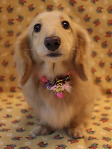 ダックスフントミニチュアトリミング都内フントヒュッテ駒込犬の歯みがき画像文京区歯垢歯石除去歯磨きゼオライトデンタルケア犬温泉東京_53.jpg