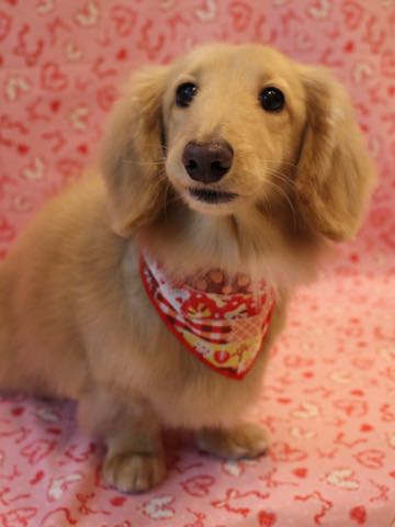 ダックスフントミニチュアトリミング都内フントヒュッテ駒込犬の歯みがき画像文京区歯垢歯石除去歯磨きゼオライトデンタルケア犬温泉東京_61.jpg