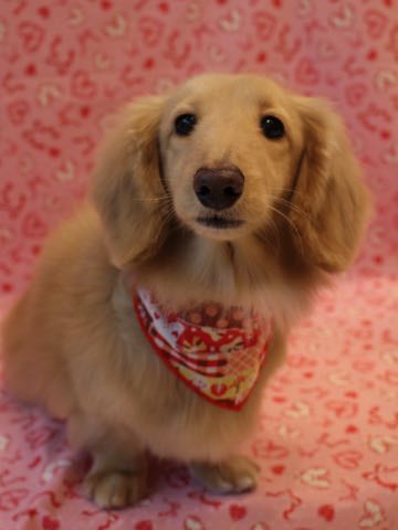 ダックスフントミニチュアトリミング都内フントヒュッテ駒込犬の歯みがき画像文京区歯垢歯石除去歯磨きゼオライトデンタルケア犬温泉東京_62.jpg
