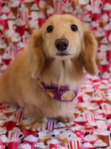 ダックスフントミニチュアトリミング都内フントヒュッテ駒込犬の歯みがき画像文京区歯垢歯石除去歯磨きゼオライトデンタルケア犬温泉東京_65.jpg