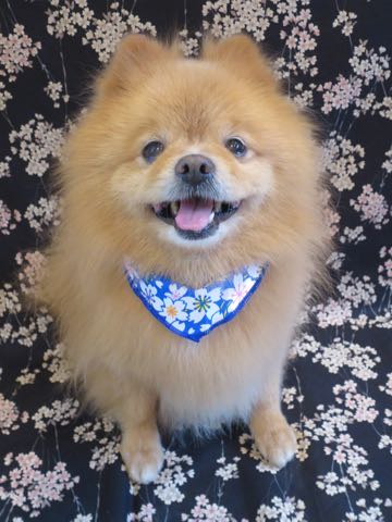 ミックス犬トリミング東京ポメラニアンとチワワのミックス犬画像ミックス犬トリミング料金文京区フントヒュッテ駒込サマーカットポメチワミックス犬_1.jpg