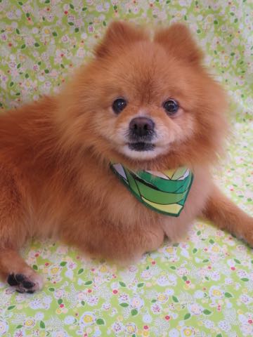 ミックス犬トリミング東京ポメラニアンとチワワのミックス犬画像ミックス犬トリミング料金文京区フントヒュッテ駒込サマーカットポメチワミックス犬_2.jpg