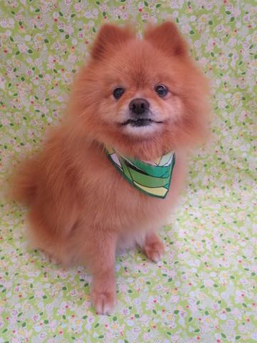 ミックス犬トリミング東京ポメラニアンとチワワのミックス犬画像ミックス犬トリミング料金文京区フントヒュッテ駒込サマーカットポメチワミックス犬_3.jpg