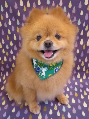ミックス犬トリミング東京ポメラニアンとチワワのミックス犬画像ミックス犬トリミング料金文京区フントヒュッテ駒込サマーカットポメチワミックス犬_4.jpg