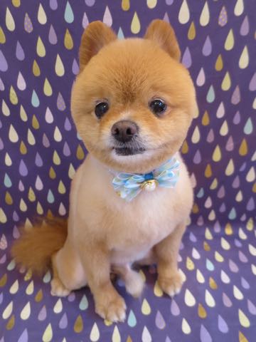 ミックス犬トリミング東京ポメラニアンとチワワのミックス犬画像ミックス犬トリミング料金文京区フントヒュッテ駒込サマーカットポメチワミックス犬_5.jpg