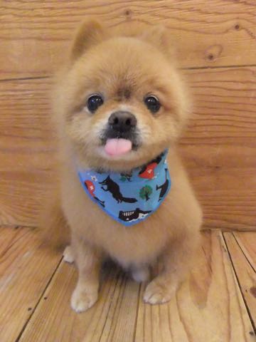 ミックス犬トリミング東京ポメラニアンとチワワのミックス犬画像ミックス犬トリミング料金文京区フントヒュッテ駒込サマーカットポメチワミックス犬_8.jpg