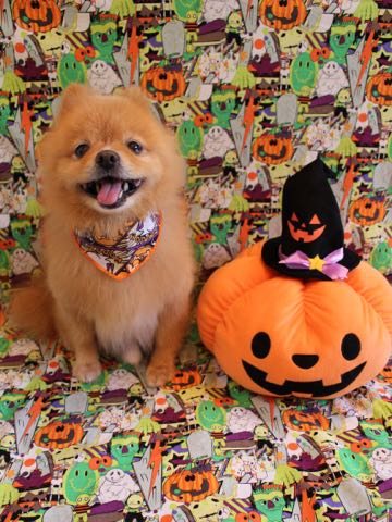 ミックス犬トリミング東京ポメラニアンとチワワのミックス犬画像ミックス犬トリミング料金文京区フントヒュッテ駒込サマーカットポメチワミックス犬_9.jpg
