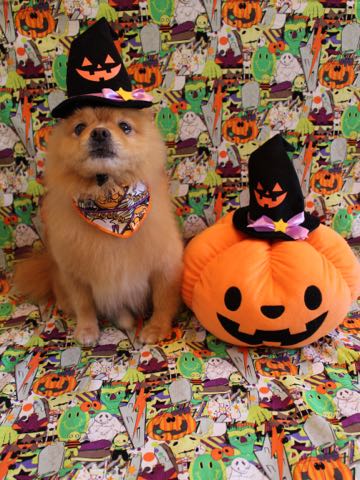 ミックス犬トリミング東京ポメラニアンとチワワのミックス犬画像ミックス犬トリミング料金文京区フントヒュッテ駒込サマーカットポメチワミックス犬_10.jpg