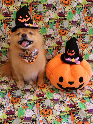 ミックス犬トリミング東京ポメラニアンとチワワのミックス犬画像ミックス犬トリミング料金文京区フントヒュッテ駒込サマーカットポメチワミックス犬_11.jpg