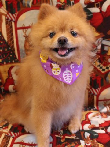 ミックス犬トリミング東京ポメラニアンとチワワのミックス犬画像ミックス犬トリミング料金文京区フントヒュッテ駒込サマーカットポメチワミックス犬_12.jpg