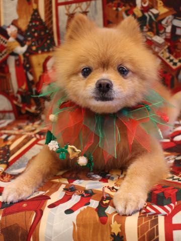 ミックス犬トリミング東京ポメラニアンとチワワのミックス犬画像ミックス犬トリミング料金文京区フントヒュッテ駒込サマーカットポメチワミックス犬_13.jpg