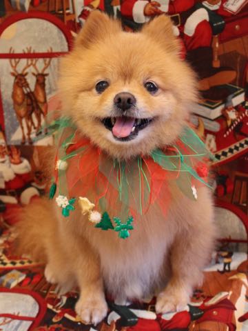 ミックス犬トリミング東京ポメラニアンとチワワのミックス犬画像ミックス犬トリミング料金文京区フントヒュッテ駒込サマーカットポメチワミックス犬_14.jpg