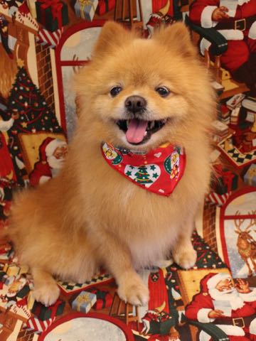 ミックス犬トリミング東京ポメラニアンとチワワのミックス犬画像ミックス犬トリミング料金文京区フントヒュッテ駒込サマーカットポメチワミックス犬_16.jpg