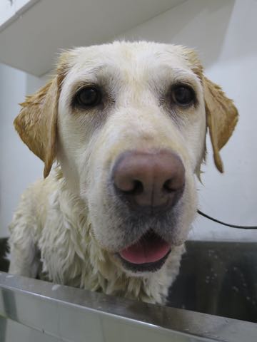 ラブラドール・レトリバートリミング文京区フントヒュッテ駒込大型犬トリミング東京かわいいラブラドールレトリバー画像大型犬トリミングサロン都内hundehutte_2.jpg