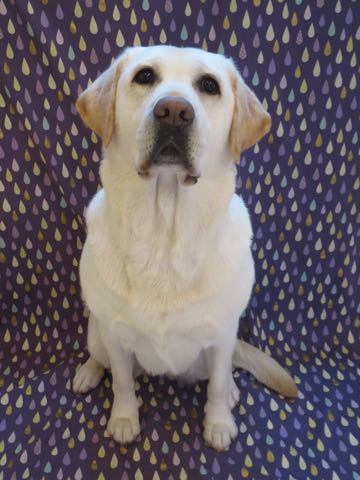 ラブラドール・レトリバートリミング文京区フントヒュッテ駒込大型犬トリミング東京かわいいラブラドールレトリバー画像大型犬トリミングサロン都内hundehutte_3.jpg