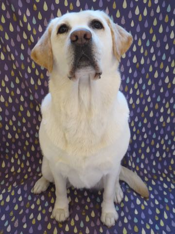 ラブラドール・レトリバートリミング文京区フントヒュッテ駒込大型犬トリミング東京かわいいラブラドールレトリバー画像大型犬トリミングサロン都内hundehutte_4.jpg