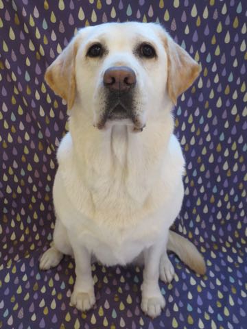 ラブラドール・レトリバートリミング文京区フントヒュッテ駒込大型犬トリミング東京かわいいラブラドールレトリバー画像大型犬トリミングサロン都内hundehutte_5.jpg