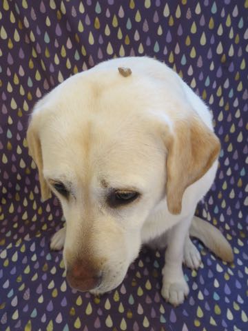 ラブラドール・レトリバートリミング文京区フントヒュッテ駒込大型犬トリミング東京かわいいラブラドールレトリバー画像大型犬トリミングサロン都内hundehutte_6.jpg