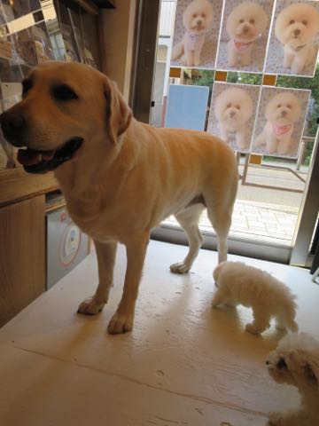 ラブラドール・レトリバートリミング文京区フントヒュッテ駒込大型犬トリミング東京かわいいラブラドールレトリバー画像大型犬トリミングサロン都内hundehutte_8.jpg