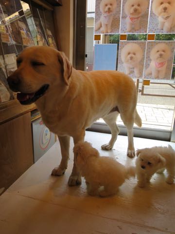 ラブラドール・レトリバートリミング文京区フントヒュッテ駒込大型犬トリミング東京かわいいラブラドールレトリバー画像大型犬トリミングサロン都内hundehutte_9.jpg