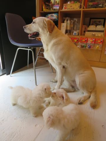 ラブラドール・レトリバートリミング文京区フントヒュッテ駒込大型犬トリミング東京かわいいラブラドールレトリバー画像大型犬トリミングサロン都内hundehutte_14.jpg