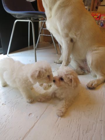 ラブラドール・レトリバートリミング文京区フントヒュッテ駒込大型犬トリミング東京かわいいラブラドールレトリバー画像大型犬トリミングサロン都内hundehutte_15.jpg