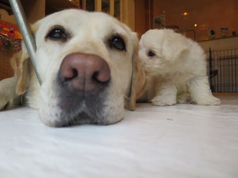 ラブラドール・レトリバートリミング文京区フントヒュッテ駒込大型犬トリミング東京かわいいラブラドールレトリバー画像大型犬トリミングサロン都内hundehutte_20.jpg