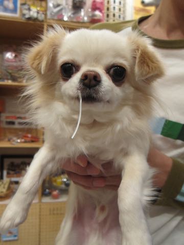 チワワトリミング画像フントヒュッテ文京区ペットホテル東京ドッグホテル様子おさんぽ都内犬ホテル料金hundehutte駒込_1.jpg