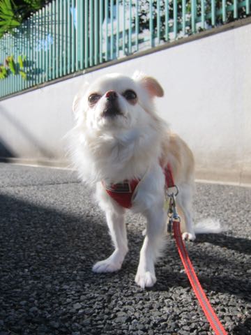 チワワトリミング画像フントヒュッテ文京区ペットホテル東京ドッグホテル様子おさんぽ都内犬ホテル料金hundehutte駒込_4.jpg