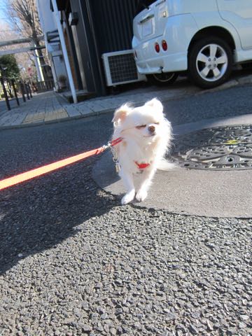 チワワトリミング画像フントヒュッテ文京区ペットホテル東京ドッグホテル様子おさんぽ都内犬ホテル料金hundehutte駒込_6.jpg