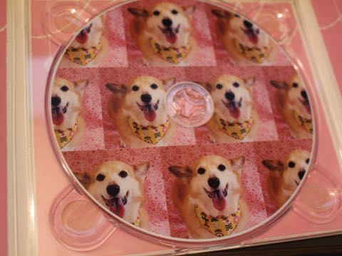 ウェルッシュ・コーギー・ペンブロークトリミング文京区フントヒュッテ駒込かわいいコーギー画像都内種類性格カラーコーギーお尻のカットhundehutte東京2016_9.jpg