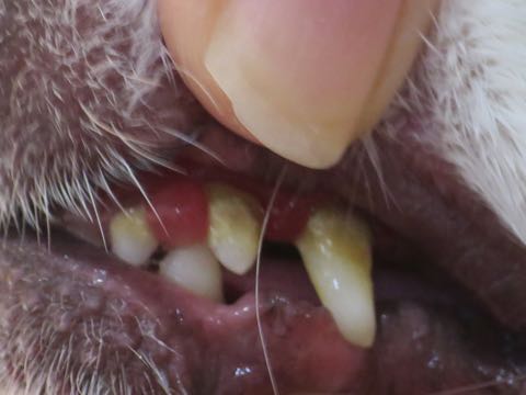 チワワトリミング文京区ゼオライトデンタルケア犬歯垢歯石除去歯磨き画像東京フントヒュッテ駒込チワワサイズ色カラー性格_2.jpg