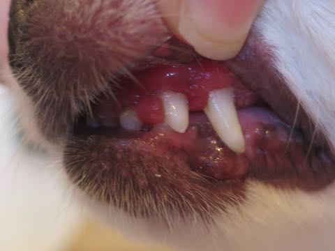 チワワトリミング文京区ゼオライトデンタルケア犬歯垢歯石除去歯磨き画像東京フントヒュッテ駒込チワワサイズ色カラー性格_5.jpg
