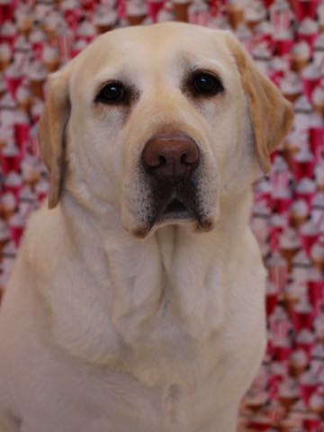ラブラドール・レトリバートリミング文京区フントヒュッテ駒込大型犬トリミング東京かわいいラブラドールレトリバー画像大型犬トリミングサロン都内hundehutte_39.jpg